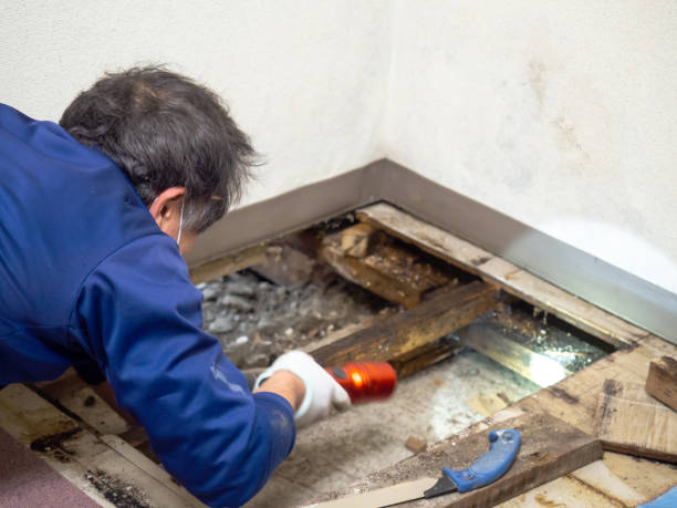 Reliable Occidental, CA Mold Removal Solutions