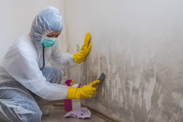 Best Certified Mold Removal  in Occidental, CA