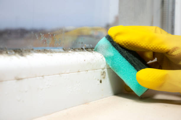 Best Attic Mold Removal  in Occidental, CA