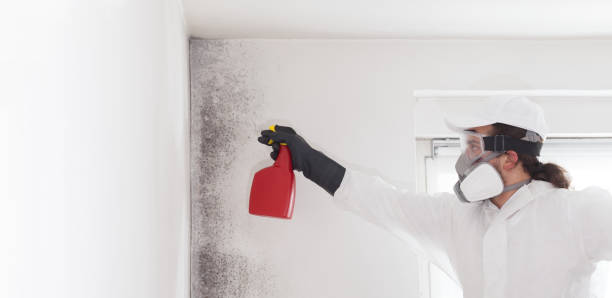 Best Mold Testing  in Occidental, CA