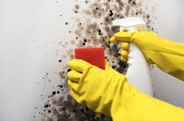 Certified Mold Removal in Occidental, CA