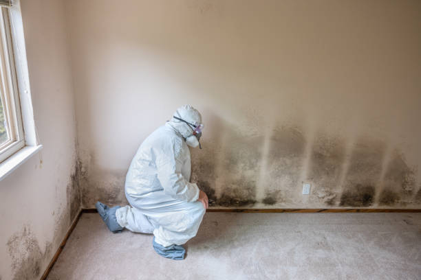 Best Residential Mold Removal  in Occidental, CA