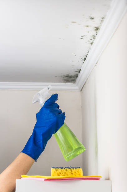 Best Emergency Mold Removal  in Occidental, CA